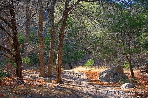 Lost Maples_44695.jpg - Lost Maples State Natural AreaPhotographed in Hill Country near Vanderpool, Texas, USA.